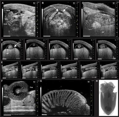 The Digestive Tract of Cephalopods: Toward Non-invasive In vivo Monitoring of Its Physiology